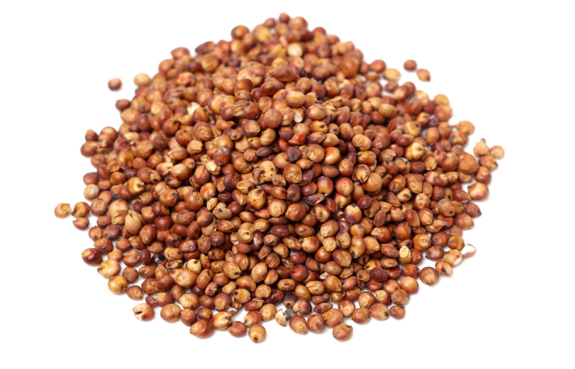 Red sorghum