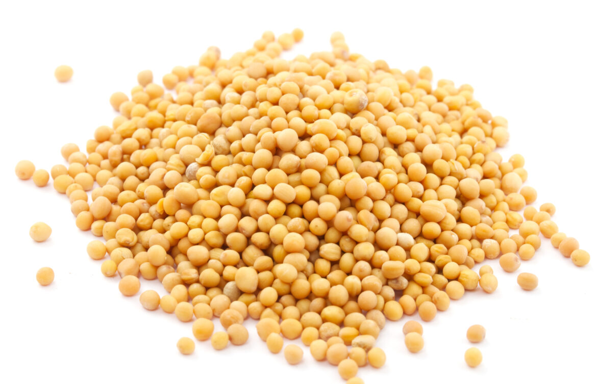 Yellow mustard seeds